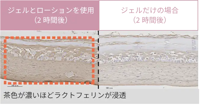 茶色が濃いほどラクトフェリンが浸透